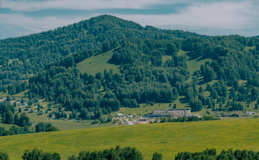Маральник Алтай Пэлас