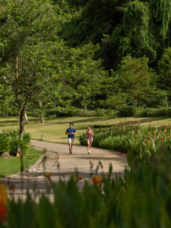 Banyan Tree Lang Co