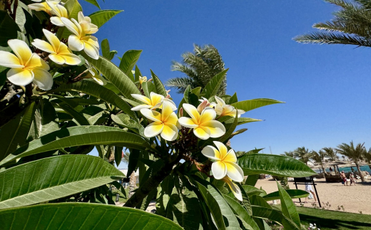 Coral Sun Beach